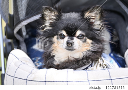 犬用カートで散歩　ロングコートチワワ　シニア犬 121781813