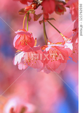 土肥桜 土肥桜 121782030