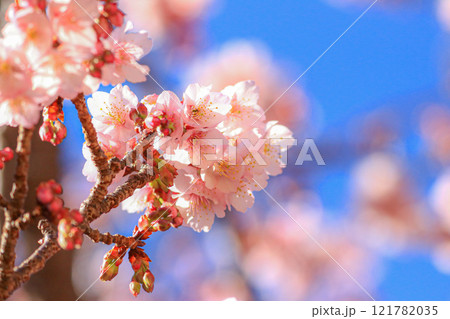 土肥桜 土肥桜 121782035