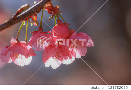 土肥桜 121782036