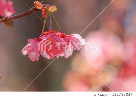 土肥桜 土肥桜 121782037