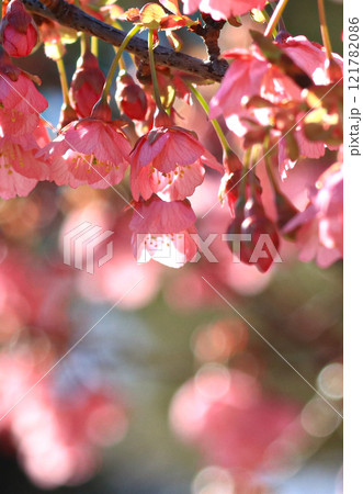土肥桜 土肥桜 121782086