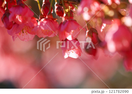 土肥桜 土肥桜 121782090
