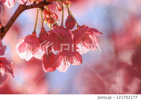 土肥桜 121782177