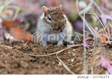 お顔が土だらけ　土を掘り巣作り中の可愛いシマリス 121782273