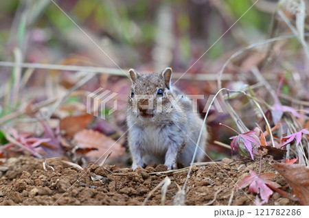 お顔が土だらけ　土を掘り巣作り中の可愛いシマリス 121782286