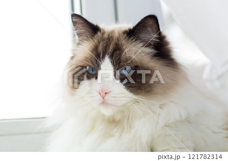 Portrait of a beautiful Ragdoll cat in a home environment 121782314