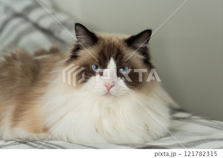 Portrait of a beautiful Ragdoll cat in a home environment 121782315