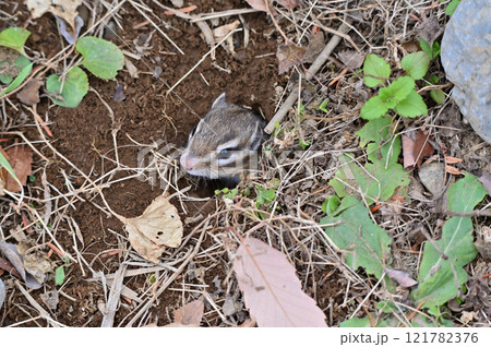 巣穴から顔を出す可愛いシマリス 巣穴から顔を出す可愛いシマリス 121782376