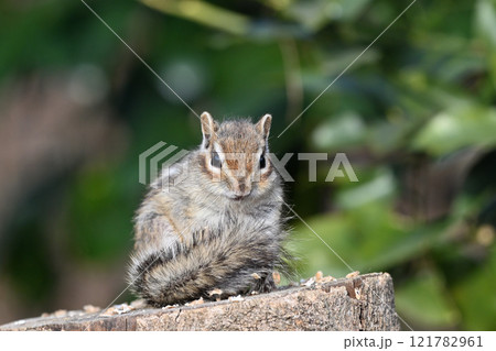 可愛いシマリス 121782961