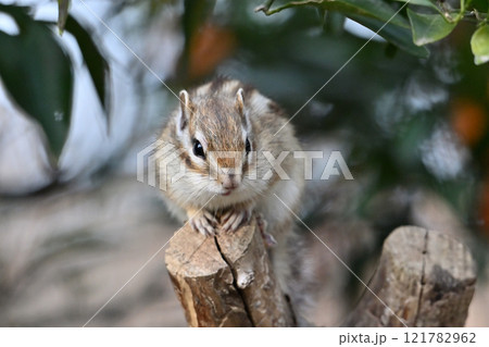 可愛いシマリス 121782962