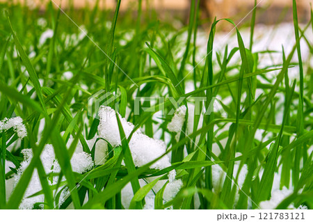 Bright green cereal grass with long leaf blades on which fresh loose snow has fallen. Natural phenomena occurring only in opposite seasons: winter, summer in the same place at the same time 121783121
