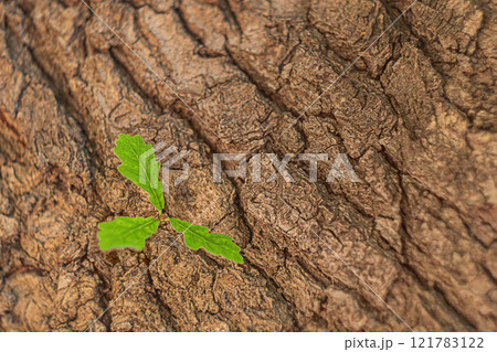 Textured bark of an oak tree trunk on which new sprout has grown with three fresh leaves, close-up. Vegetative reproduction by the plant, budding, creation of shoots, struggle for space with sunlight Textured bark of an oak tree trunk on which new sprout has grown with three fresh leaves, close-up. Vegetative reproduction by the plant, budding, creation of shoots, struggle for space with sunlight 121783122