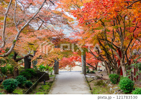 秋の竈門神社　福岡県太宰府市 121783530