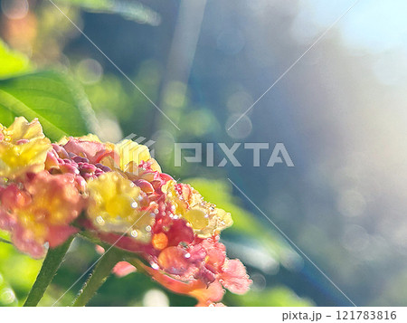 露に濡れたランタナの花 露に濡れたランタナの花 121783816