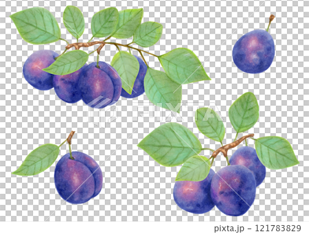 Plum fruit. Branch with whole fruits and leaves. Watercolor and marker illustration. Hand drawn isolated art. Botanical plant drawing for food or cosmetic packaging design. Harvesting, production. 121783829