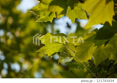 Spring Green Leaves Spring Green Leaves 121783834