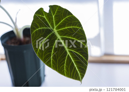 観葉植物 アロカシア ブラックベルベット 観葉植物 アロカシア ブラックベルベット 121784001