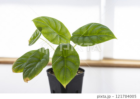 観葉植物　アロカシア　シルバードラゴン 121784005