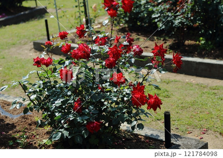 荒尾市　おもやい市民花壇　バラの花、 121784098