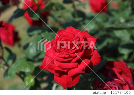 荒尾市　おもやい市民花壇　バラの花、 121784100