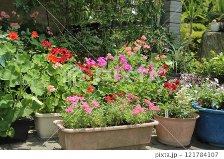 ガーデニング バラの花、 ガーデニング バラの花、 121784107