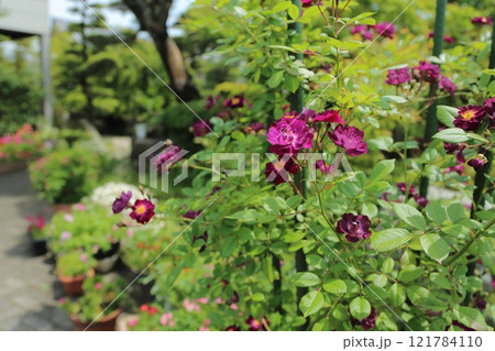 ガーデニング バラの花、 ガーデニング バラの花、 121784110