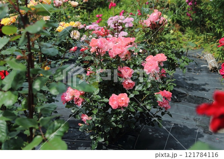 ガーデニング　バラの花、 121784116