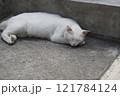 昼寝する猫 121784124