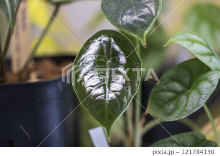 部屋にある観葉植物コレクション 121784130