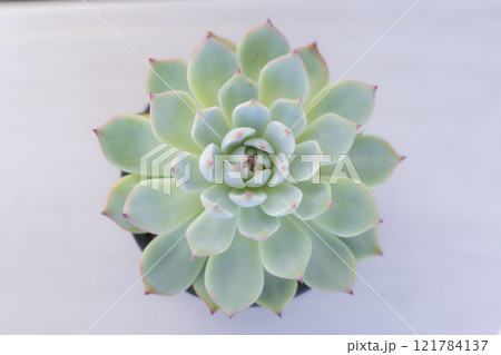 多肉植物 エケベリア チワワエンシス 多肉植物 エケベリア チワワエンシス 121784137