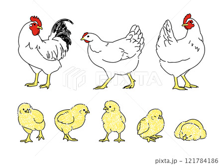 ニワトリとひよこのさまざまなポーズセット 121784186