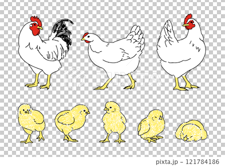 ニワトリとひよこのさまざまなポーズセット 121784186