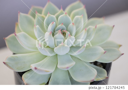 多肉植物 エケベリア チワワエンシス 多肉植物 エケベリア チワワエンシス 121784245