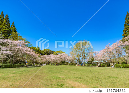 満開の桜 茂原公園(千葉県茂原市) 日本さくら名所100選 満開の桜 茂原公園(千葉県茂原市) 日本さくら名所100選 121784281