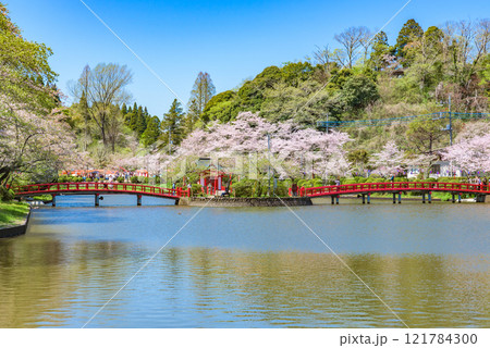 満開の桜　茂原公園（千葉県茂原市）　日本さくら名所100選 121784300