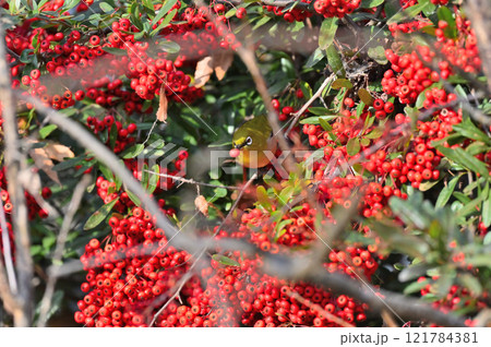 木の実（ピラカンサ）を食べるメジロ 121784381
