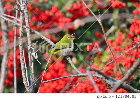 木の実(ピラカンサ)を食べるメジロ 木の実(ピラカンサ)を食べるメジロ 121784383