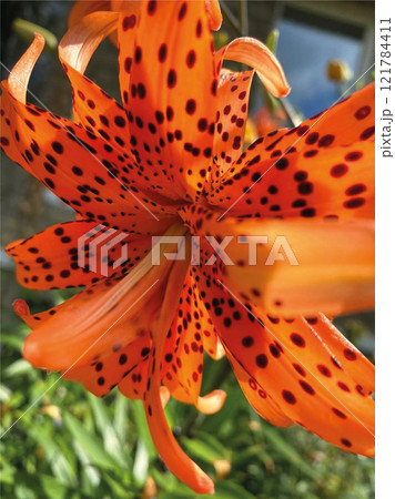 Lilium lancifolium also known as Tiger lily. Vertical shot. Lilium lancifolium also known as Tiger lily. Vertical shot. 121784411