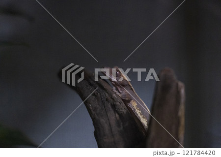 爬虫類　ヤモリ　クレステッドゲッコー　リリーホワイト 121784420