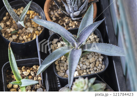 鉢に植えた多肉植物コレクション 121784423