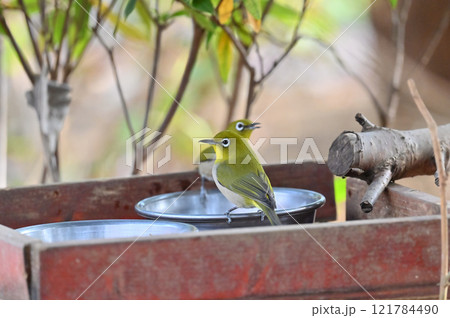 水を飲むメジロたち　ペットの水飲み場に慣れたメジロ 121784490
