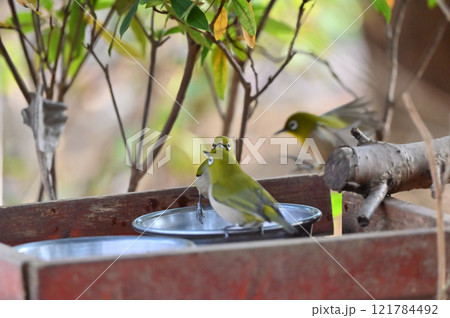 水を飲むメジロたち　ペットの水飲み場に慣れたメジロ 121784492