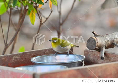 水を飲むメジロたち　ペットの水飲み場に慣れたメジロ 121784495