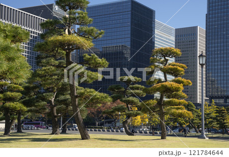 Pine trees in outer garden Imperial Palace with high building skyscrapers background, Tokyo, Japan. Pine trees in outer garden Imperial Palace with high building skyscrapers background, Tokyo, Japan. 121784644