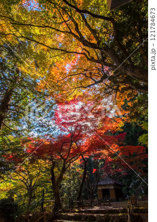 聖宝寺　紅葉の名所　血のもみじ　庭園　鳴谷山聖宝寺　いなべ市　三重県 121784673