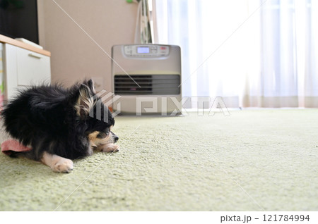 リビングのストーブでくつろぐチワワ 121784994