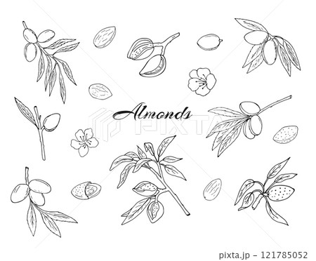 Almond. Beautiful set with hand-drawn almond branches flowers, nuts, and kernels. Prunus amygdalus. Almond. Beautiful set with hand-drawn almond branches flowers, nuts, and kernels. Prunus amygdalus. 121785052