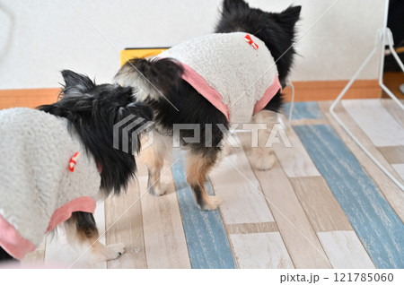 お尻をクンクンする犬　ロングコートチワワ 121785060