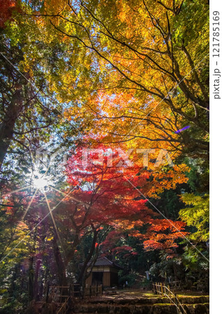 聖宝寺　紅葉の名所　血のもみじ　庭園　鳴谷山聖宝寺　いなべ市　三重県 121785169